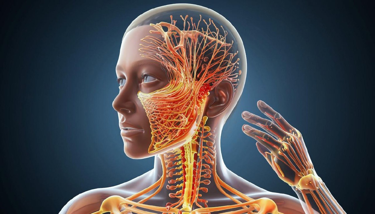 Коллаген – это наши внутренние пружины и каркас. Этот белок – не просто один из, а основной строительный материал, на котором держится все: кожа, связки, сухожилия, кости, даже стенки сосудов!