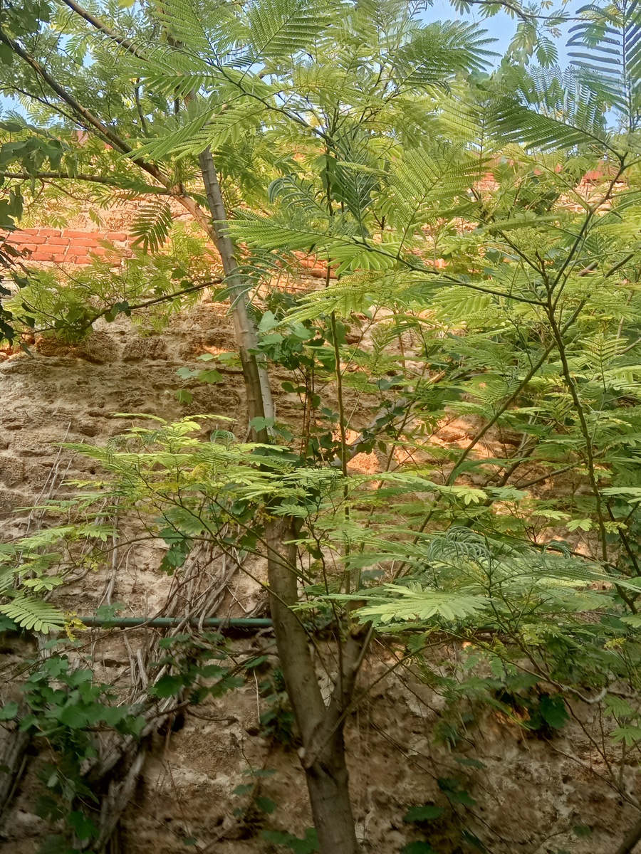 Альбиция сегодня