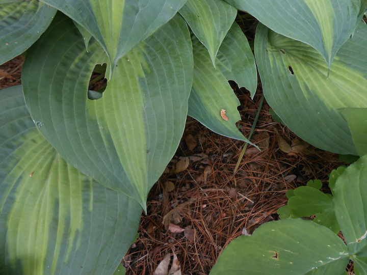 Изображение взято с сайта https://craftyforhome.com/2023/02/09/prevent-slugs-on-hostas/