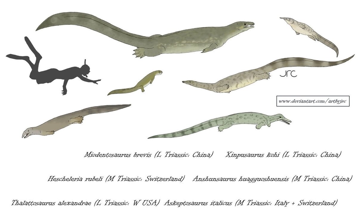 Различные талаттозавры в сравнении с человеком. Арт.