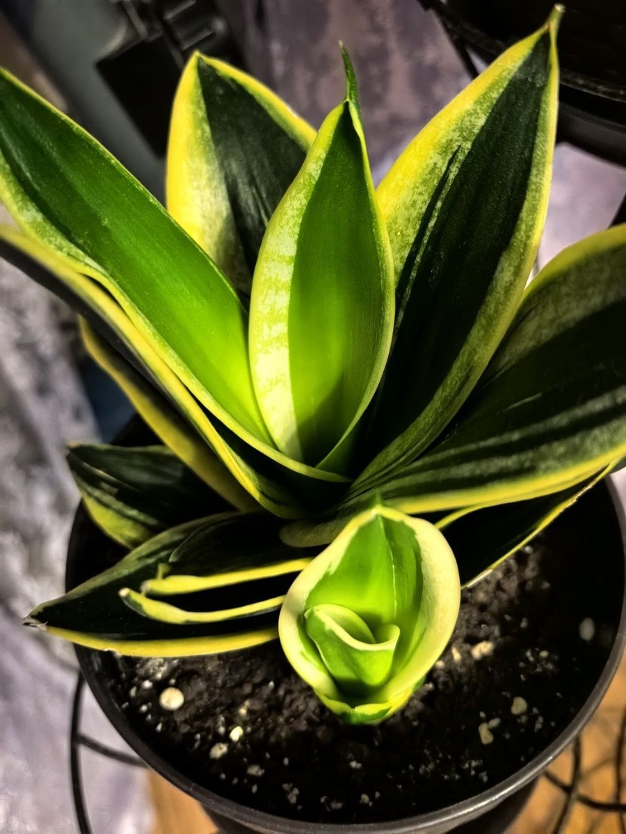 Санса Крео пагода с деткой, лист именно с этого растения