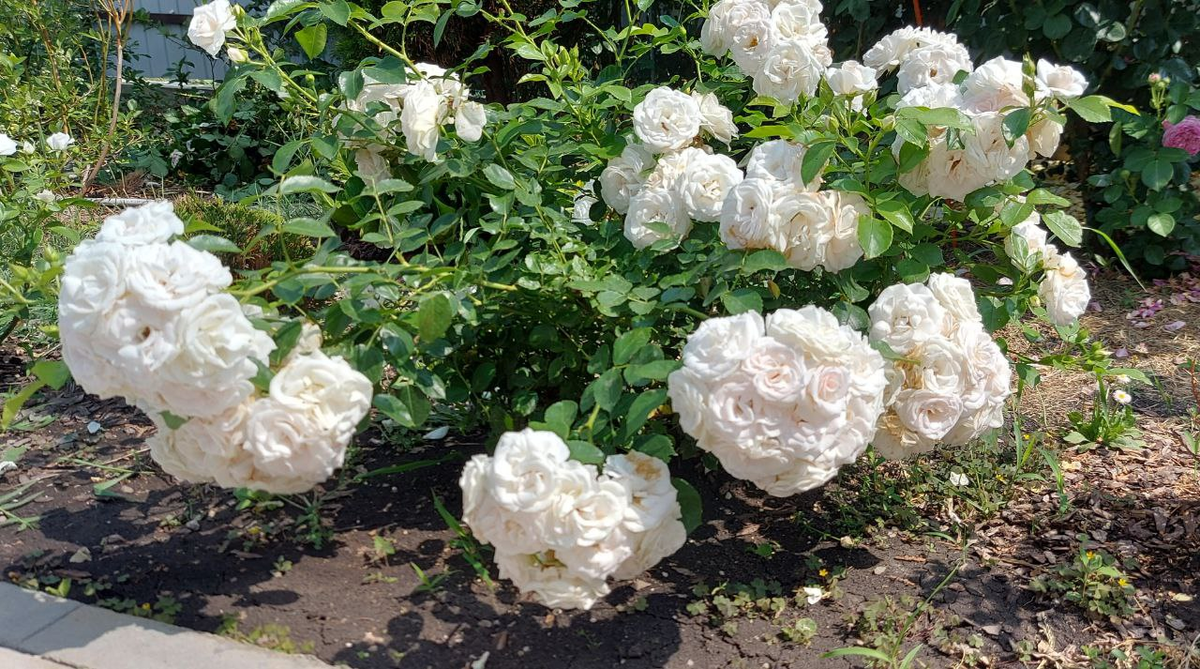 Цветение розы Аспирин