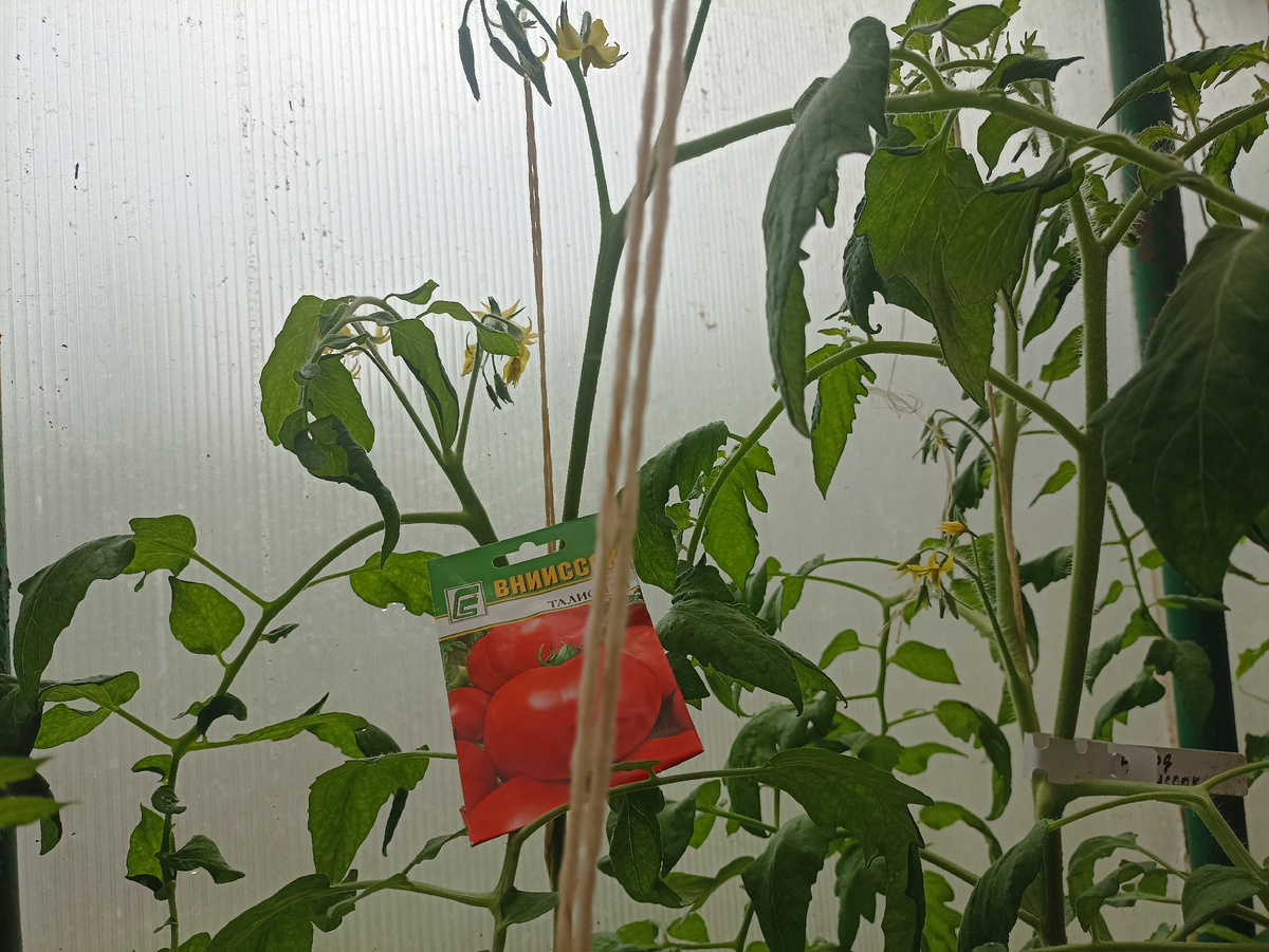 Томат Талисман