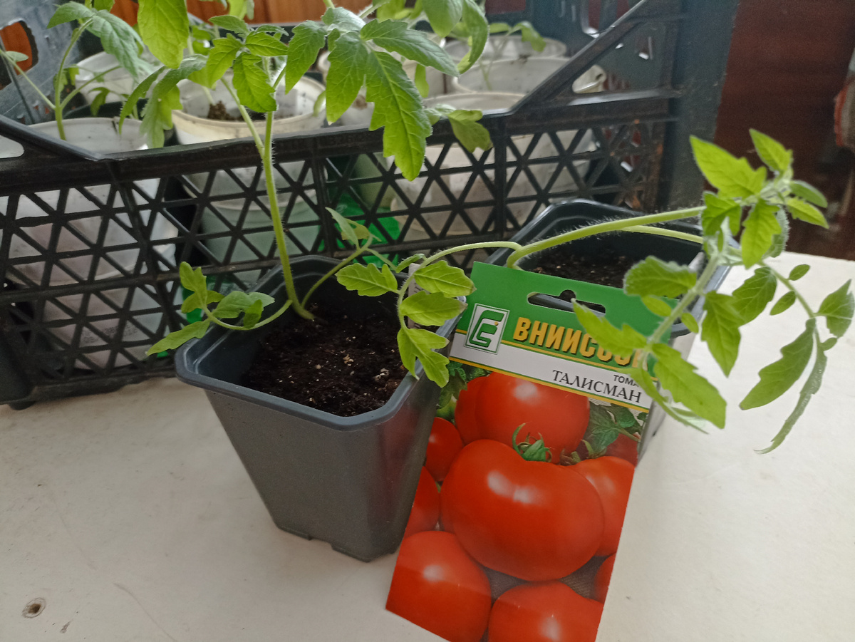 Перевалка томата Талиман в горшочк 0,5 л 6 апреля. Фото автора