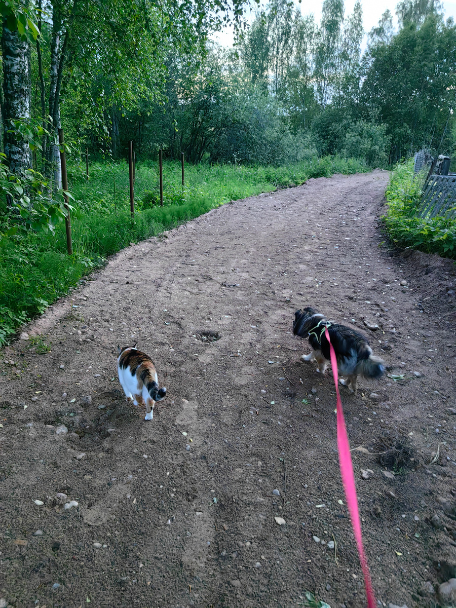 Вечерняя прогулка 