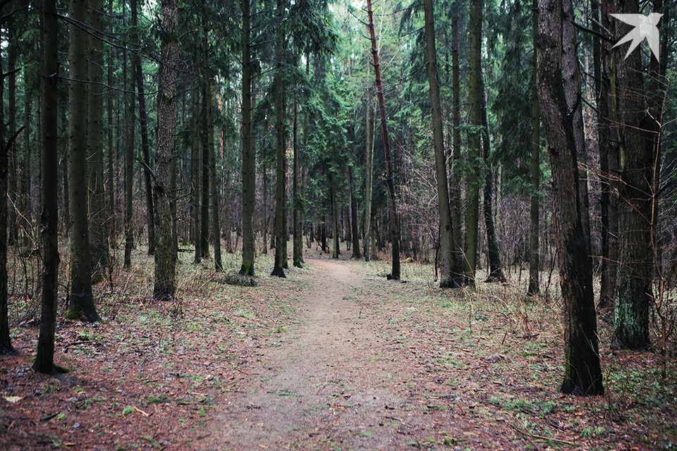    Лесники считают, что большие штрафы помогут сделать леса свободными от свалок мусора. Фото носит иллюстрационный характер.