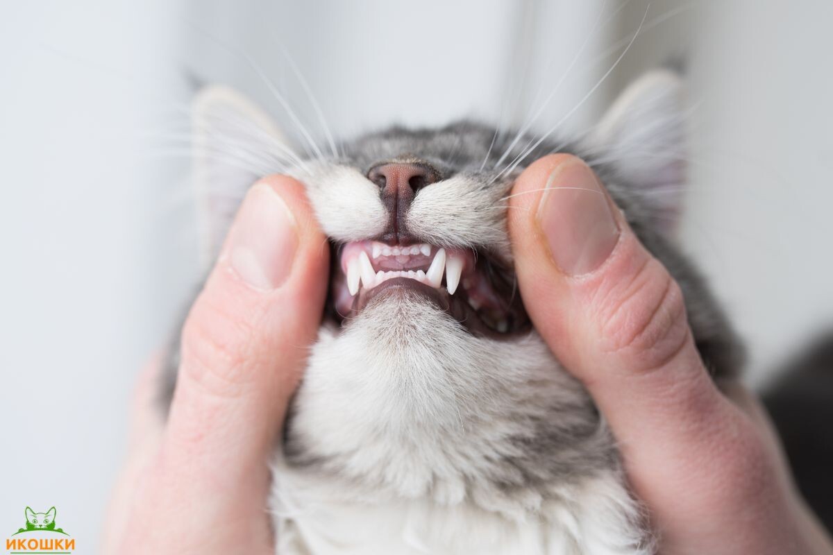 Здоровые зубы кошки 