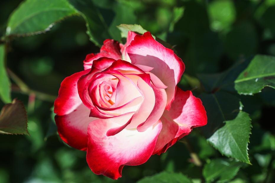    Сергей Булкин/NEWS.ru