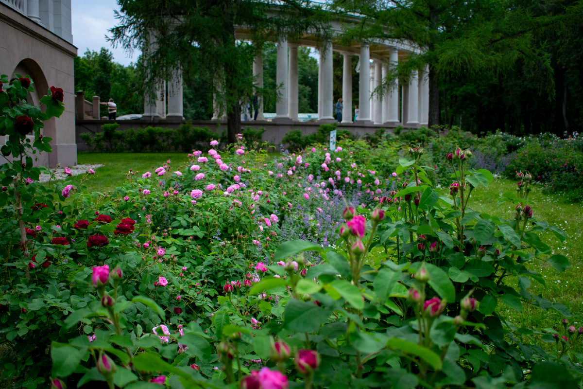 Сад исторических роз в усадьбе Архангельское. Фотография автора статьи.