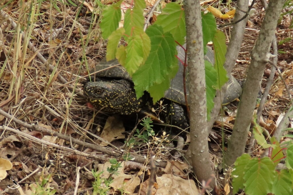     Черепаха среди поросли. 14.06.25 Анна Власова