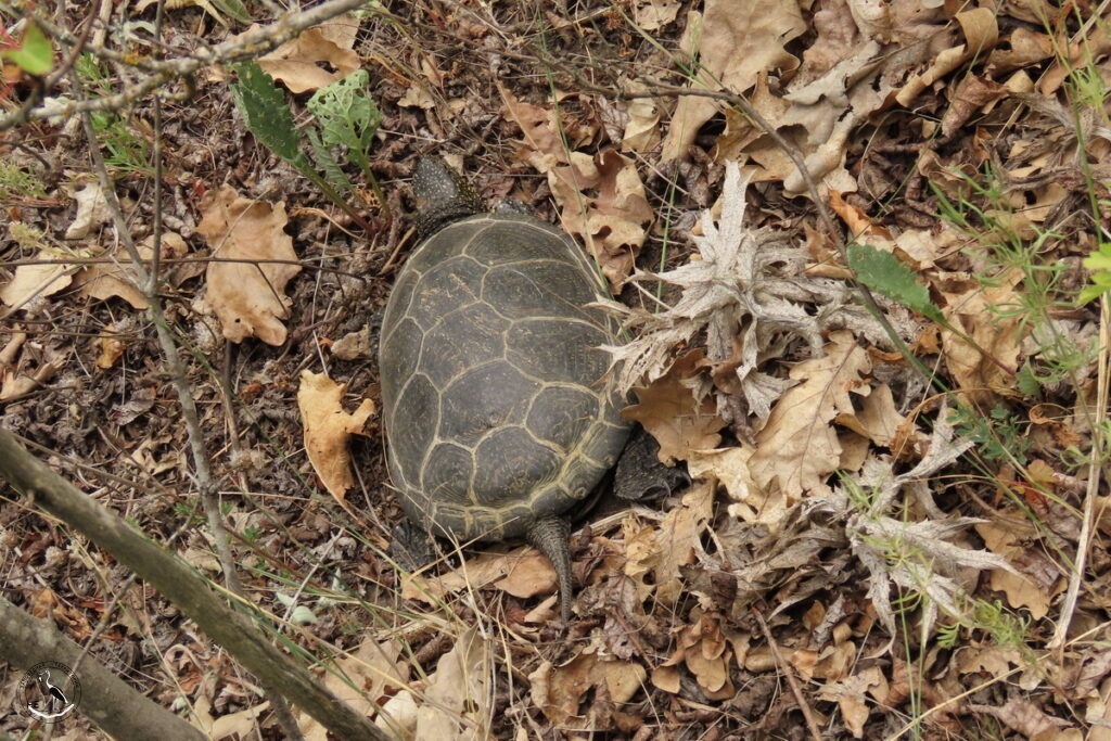   Черепаха на сухой вершине склона. 14.06.25 Анна Власова