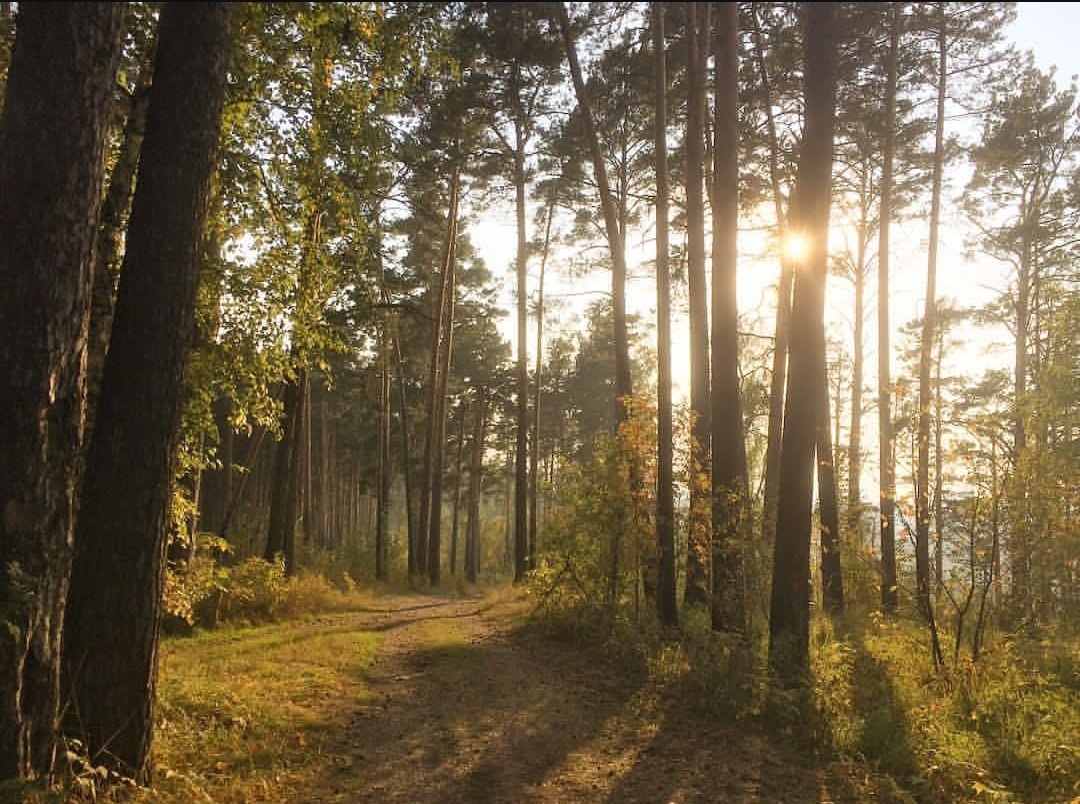 За вдохновением иду в лес