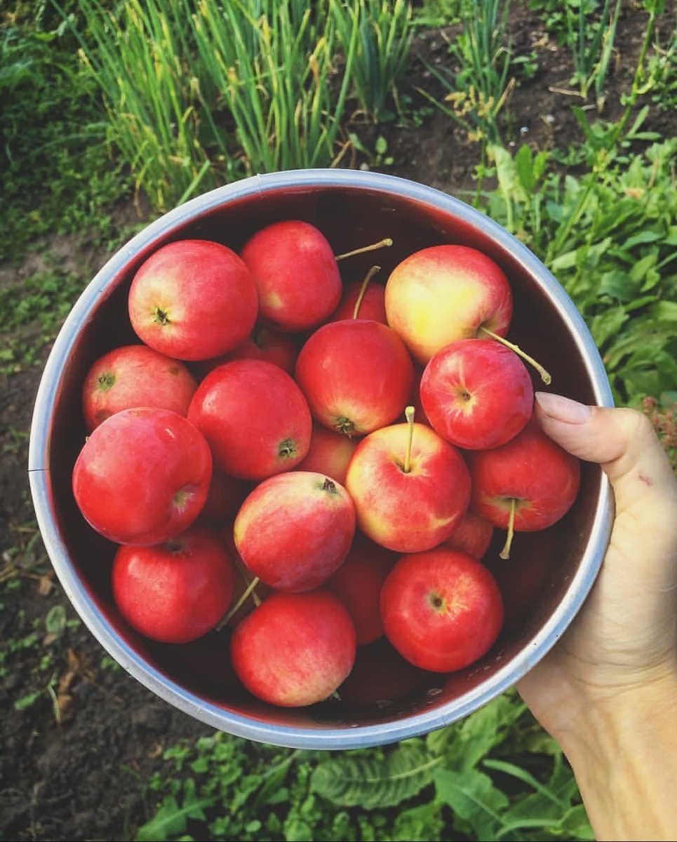 Ранетки отличные