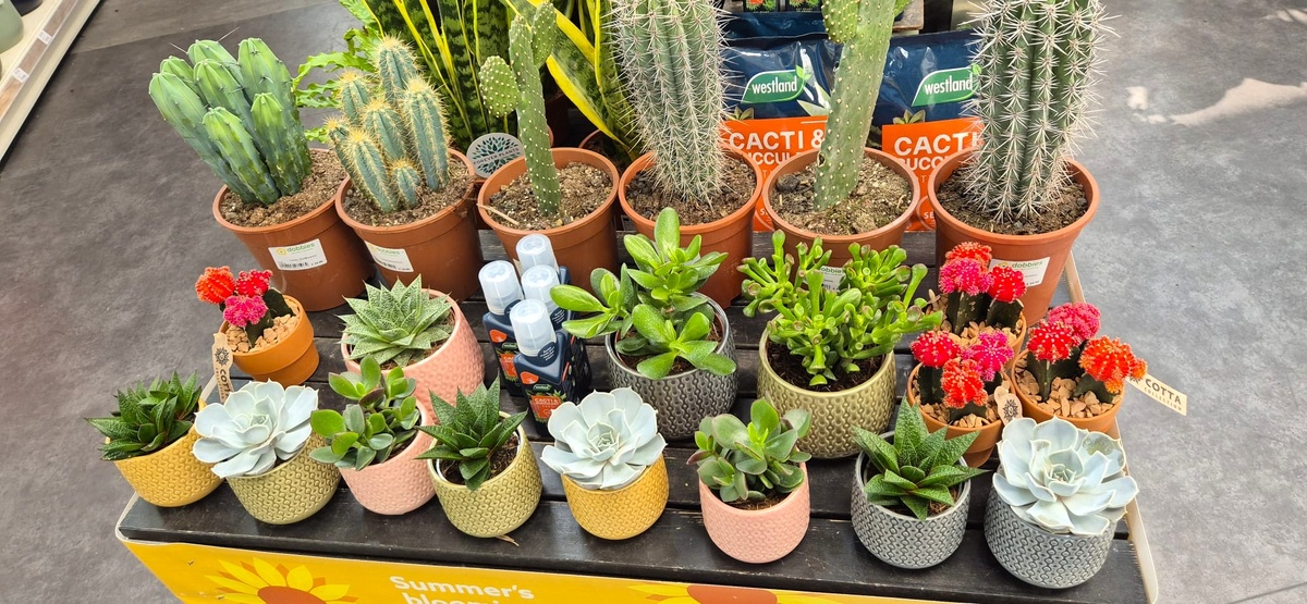 Кактусы и суккуленты и подкормка тут же. Фото из личного архива.