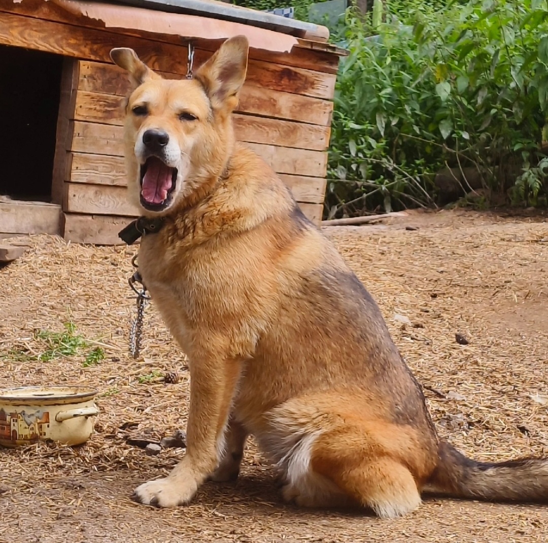 Запевай как Витас