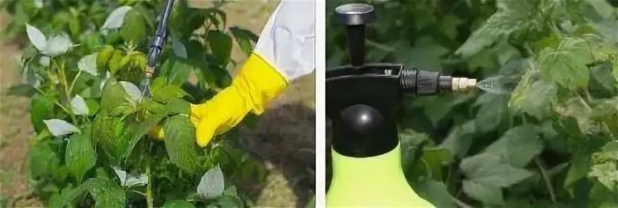 Чем опрыскивать малину для большого урожая: секреты по уходу