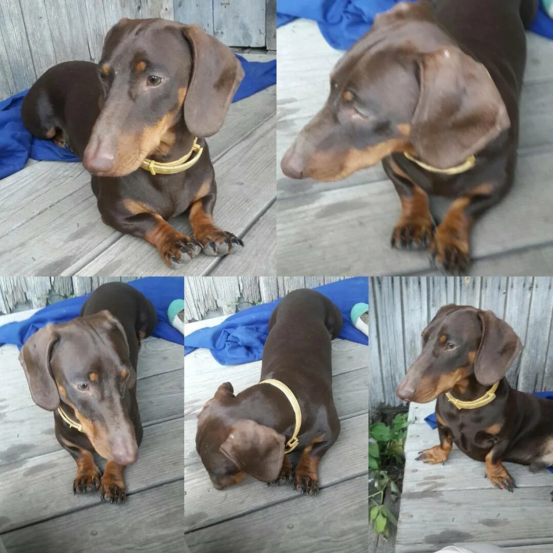 Много-много-много-много-много такс! Да ещё много такс!