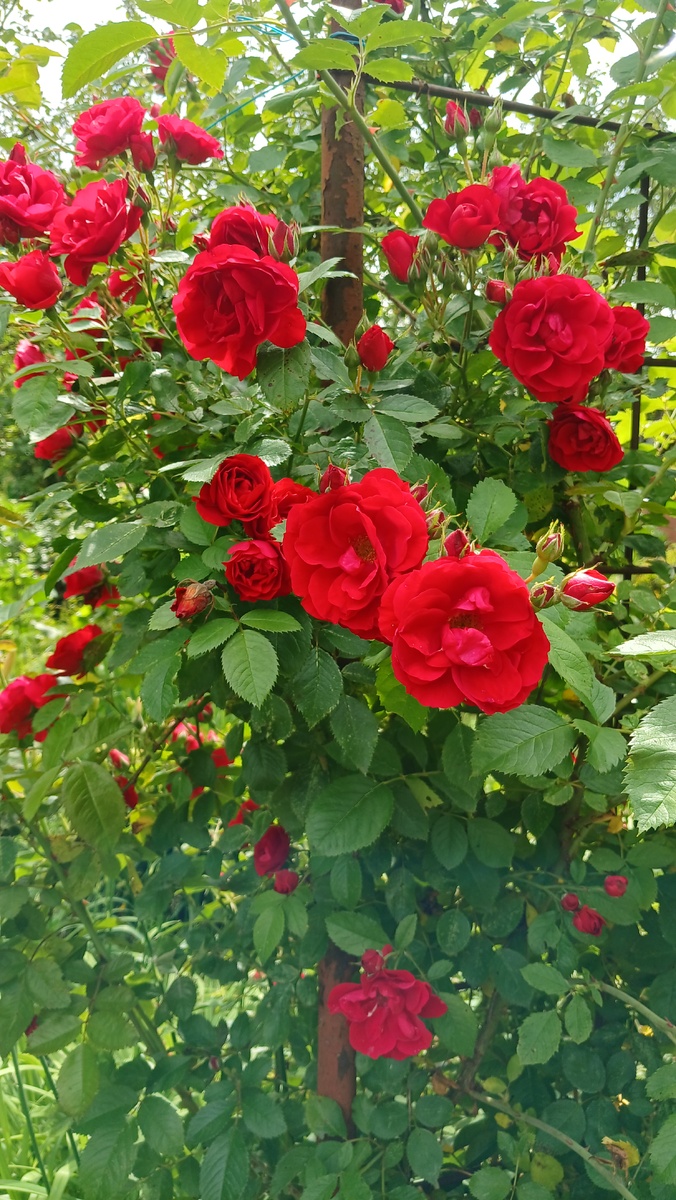 Неизвестная плетистая