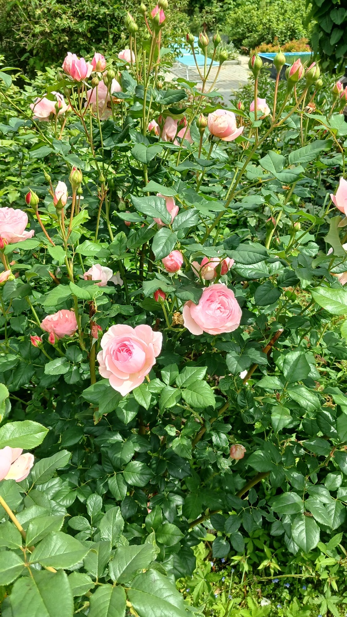 Роза из Фитогенетики