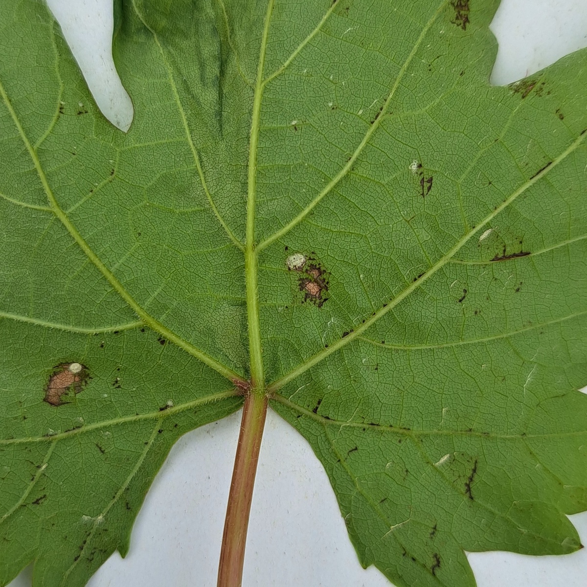 Фото подписчицы