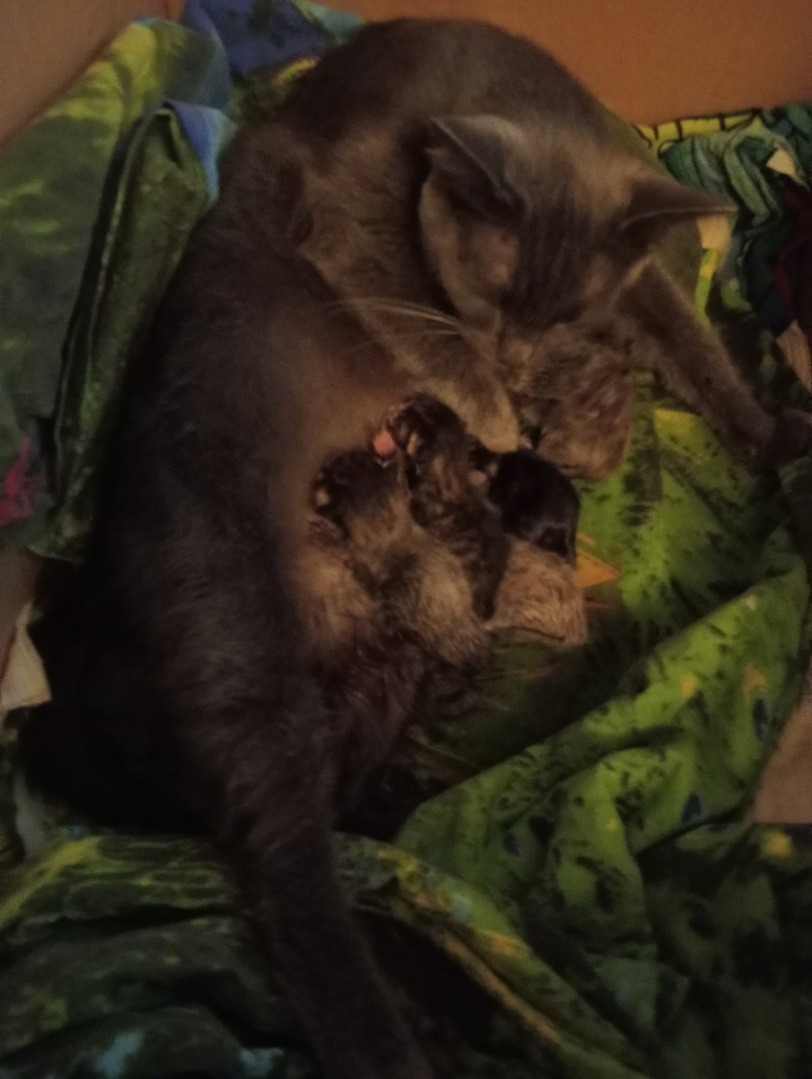 Кто- то любит пиво, я люблю кота! У меня кота есть разные сорта!