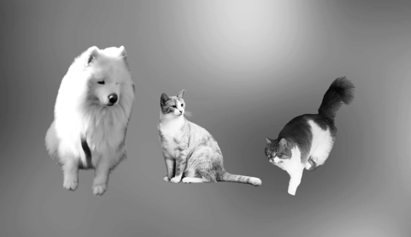Питомцы, которых нужно найти 