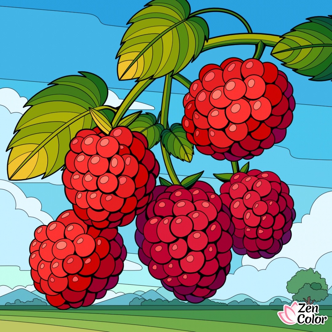 Раскраска Дзен колор