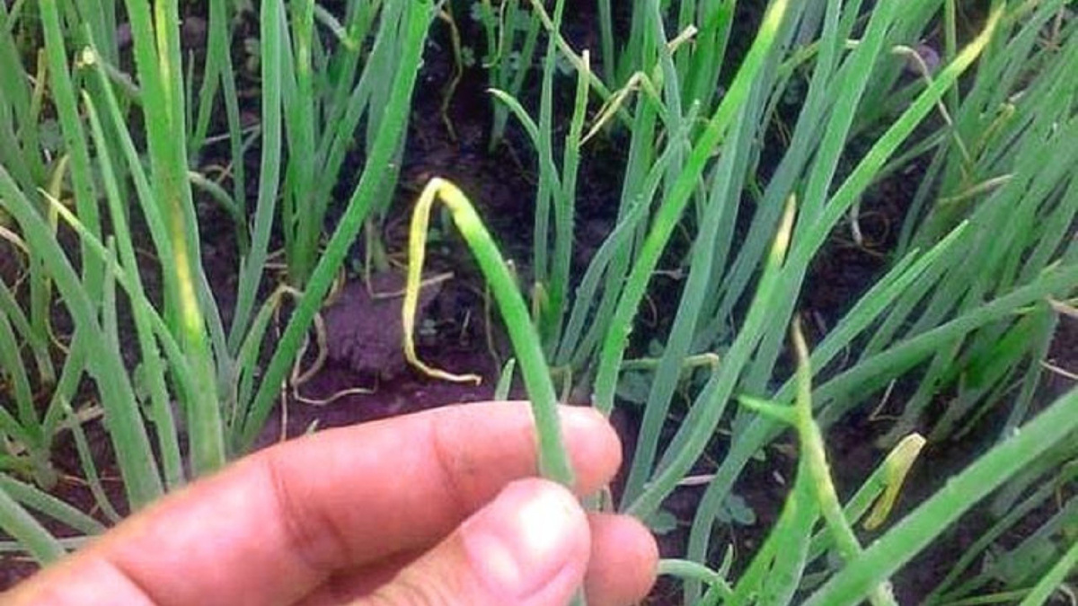 Яндекс картинки