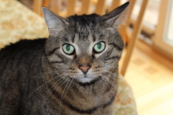 Фото из Интернета.