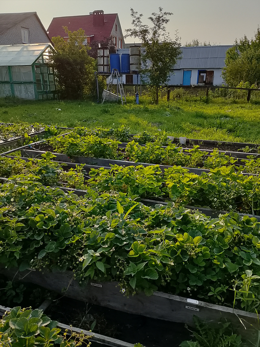 Завтра снова буду собирать ягоды и замораживать на зиму.  