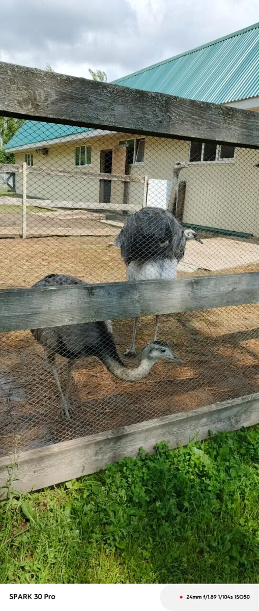 Страусиная ферма - Ивановская область в самом сердце Шуйского района,п Введенье из личного архива