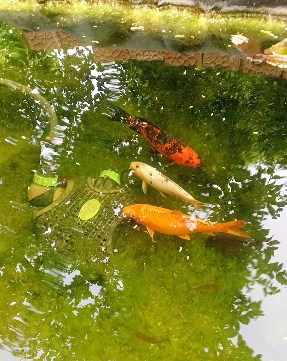 Рыбы мои любимые