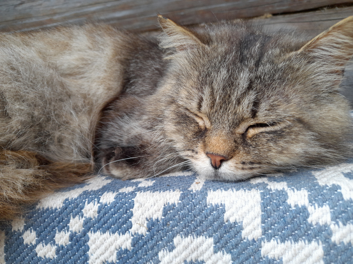 Буруша отдыхает от трудов праведных