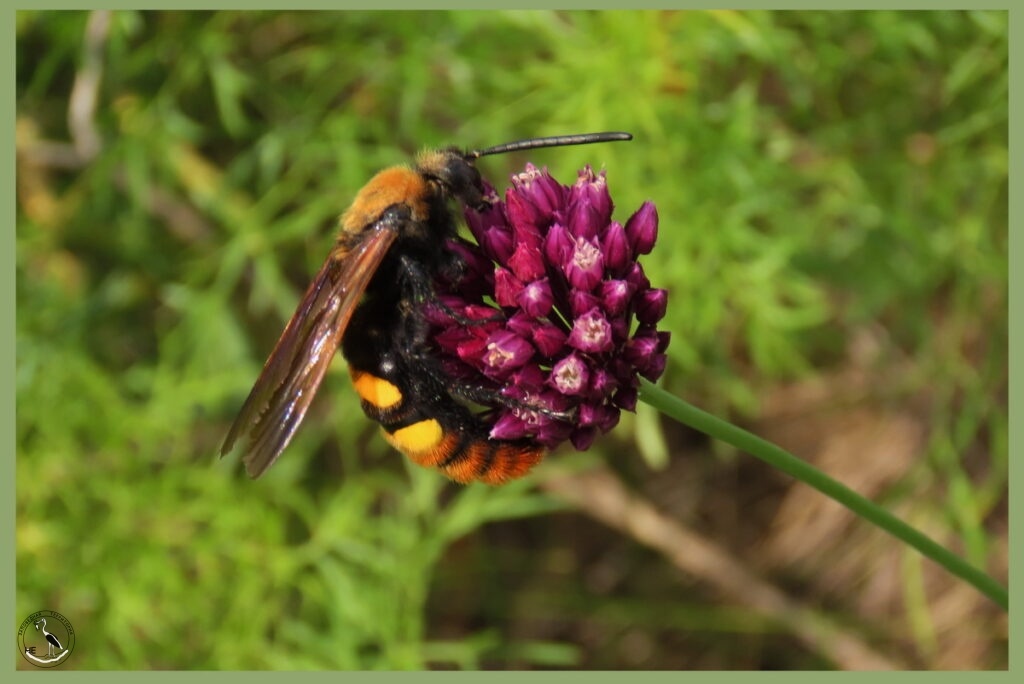    Редкий гигант - оса-сколия. 14.06.25 Анна Власова