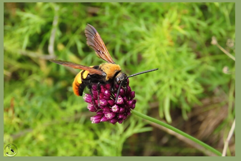    Сколия гигантская. 14.06.25 Анна Власова