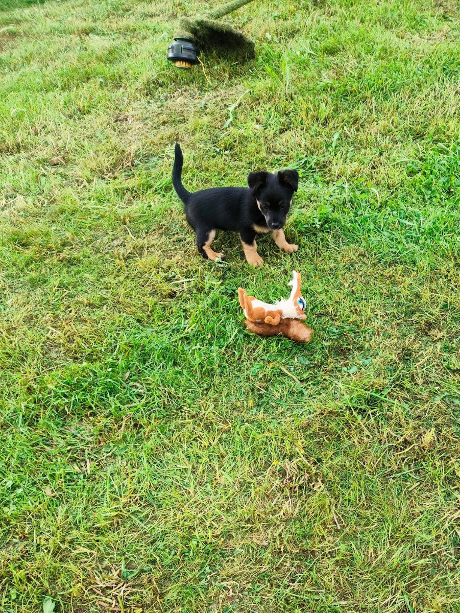 Щенок Бутчер