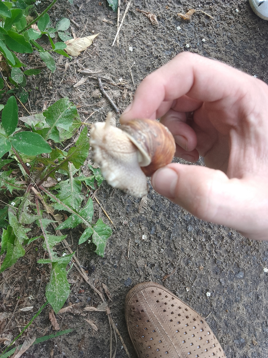 Виноградная улитка в руке. Фото автора.