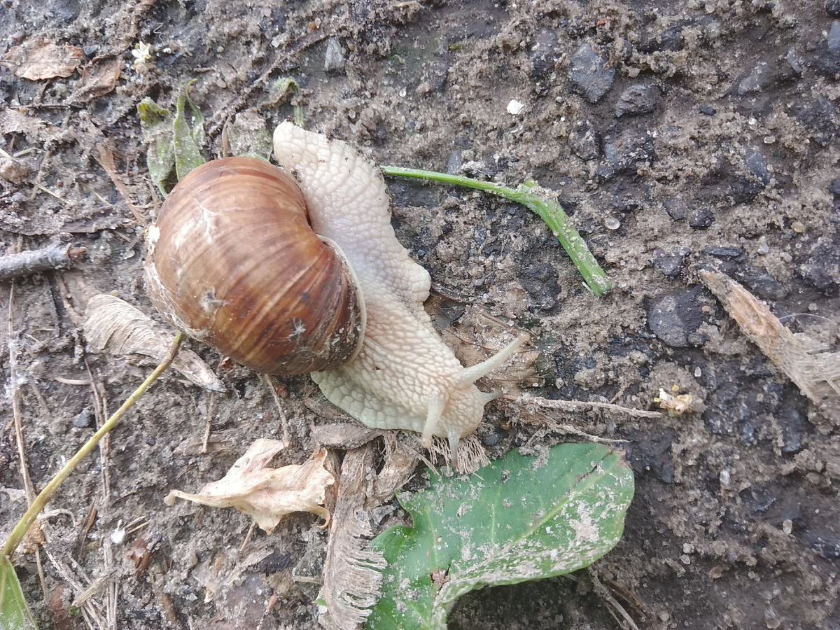 Виноградная улитка спереди. Фото автора.