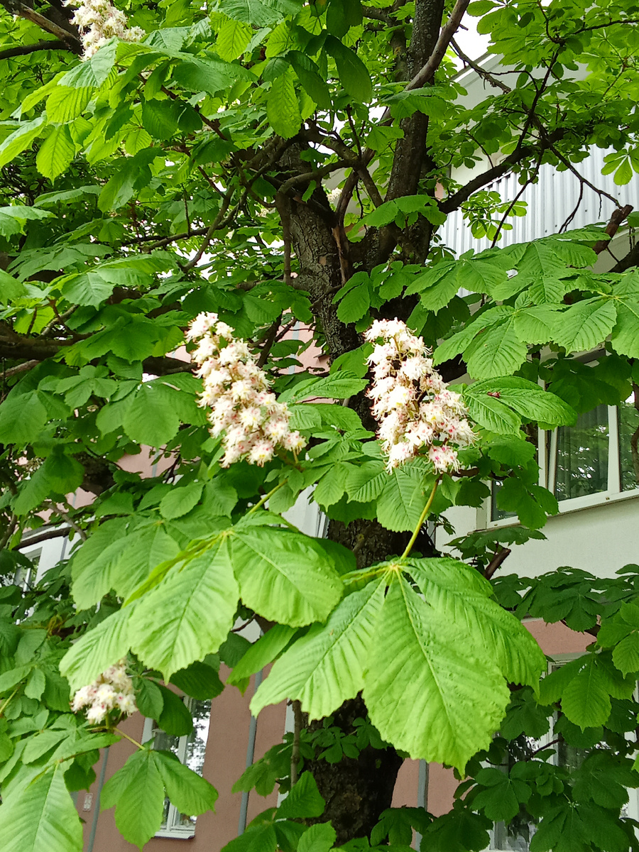 Каштаны цветут в нашем микрорайоне