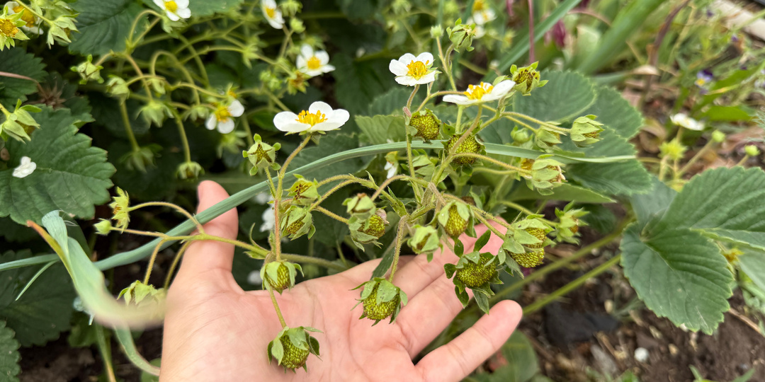 Всего 1 ложка под клубнику в июне, завалит ягодами, по 500 завязей на каждом кусте от этой подкормки, и ягоды крупные
