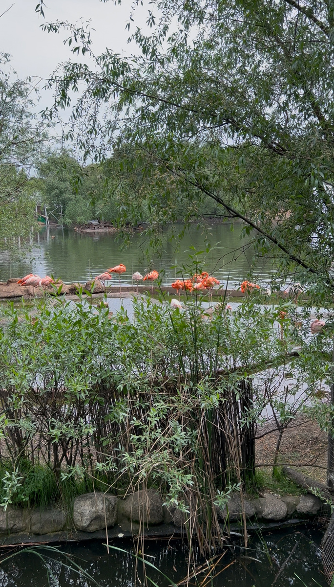 Розовый фламинго