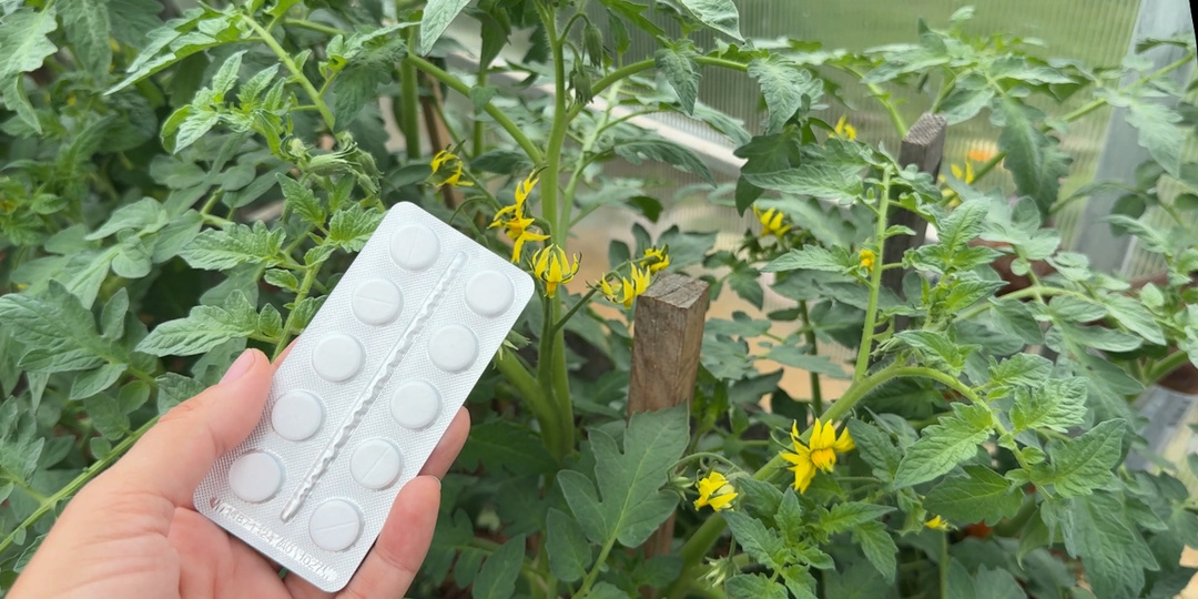 Всего 2 таблетки под томаты и даже хилые растут бешено, вмиг заплодоносят. Простая аптечная подкормка, увеличит урожай