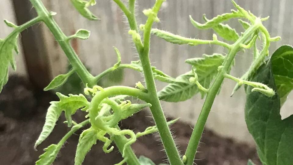 У томата на верхушке очень мелкие листья, которые закручиваются
