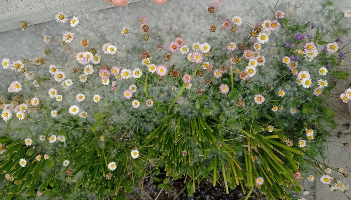 Июньский снег