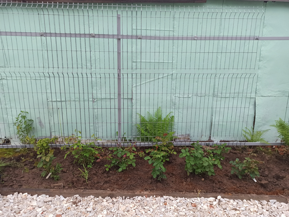 Слева у сетки немного желтоватое пятнышко это Miranda