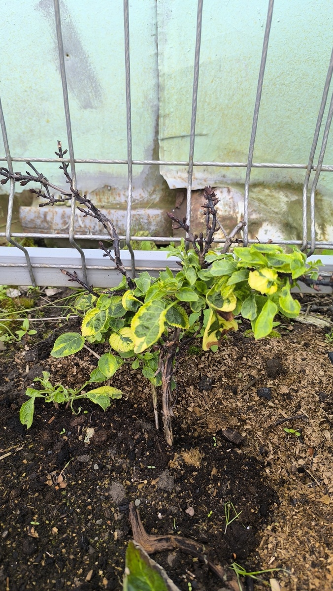 Miranda, маленькая но вроде живая. Большая часть кроны не перезимовала.