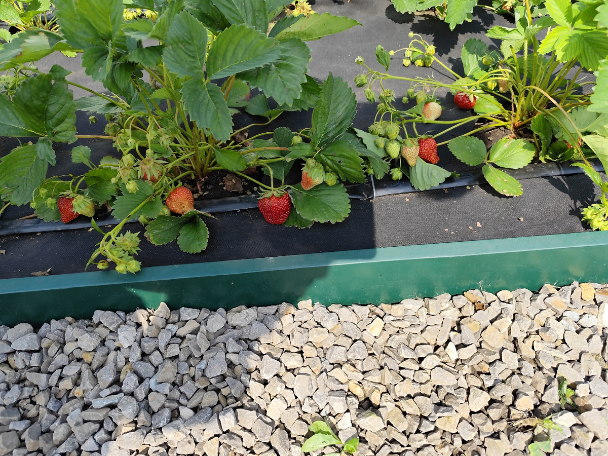 Клубника Дукат. Самая первая ягода. Фото автора канала