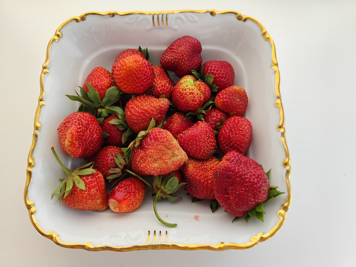 Первый урожай. Клубника Дукат. Фото автора канала