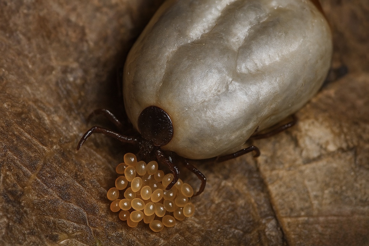 Процесс откладки яиц – 1 стадия.