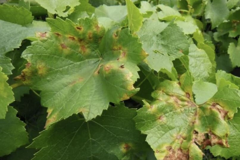 Как защитить виноград от мильдью: лучшие методы борьбы и профилактики